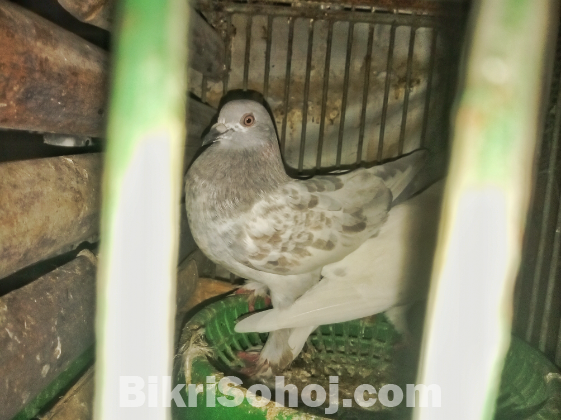 রানিং খাকি কবুতর